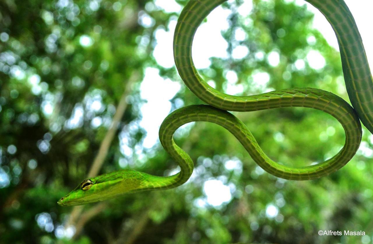 Tangkoko Ranger Homestay Bitung Kültér fotó