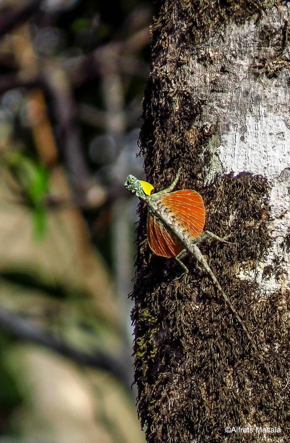Tangkoko Ranger Homestay Bitung Kültér fotó
